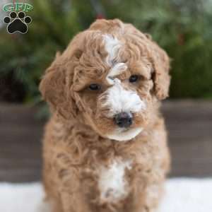 Creed, Mini Labradoodle Puppy